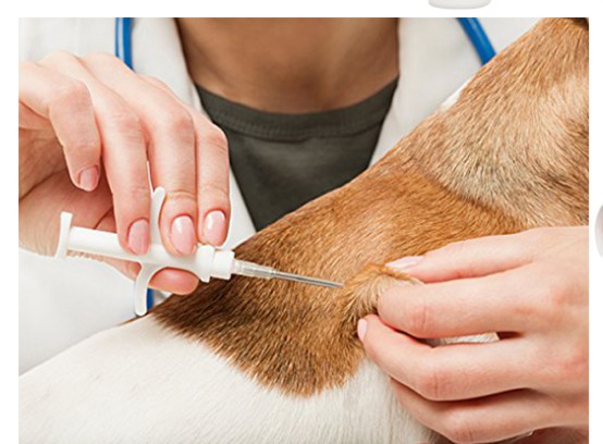 Microchips-Rfid-Injection-Plastic-for-Cow-dog 2 Microchips-Rfid-Injection-Plastic-for-Cow-dog 2
